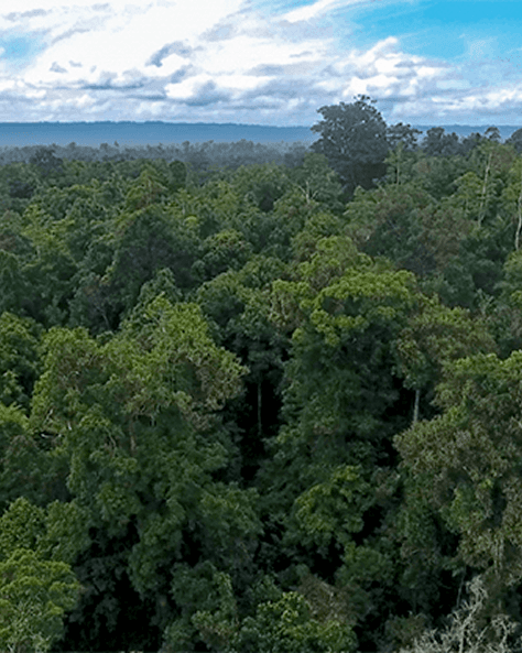 Paru-paru Dunia di Timur Indonesia