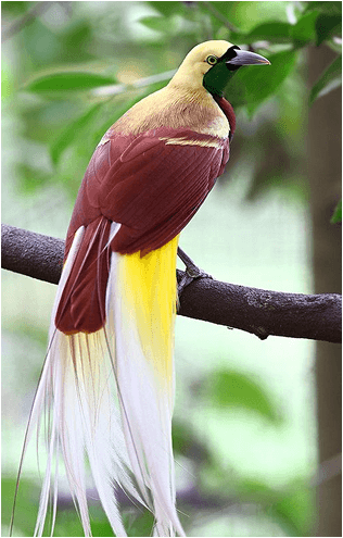 BIRDWATCHING